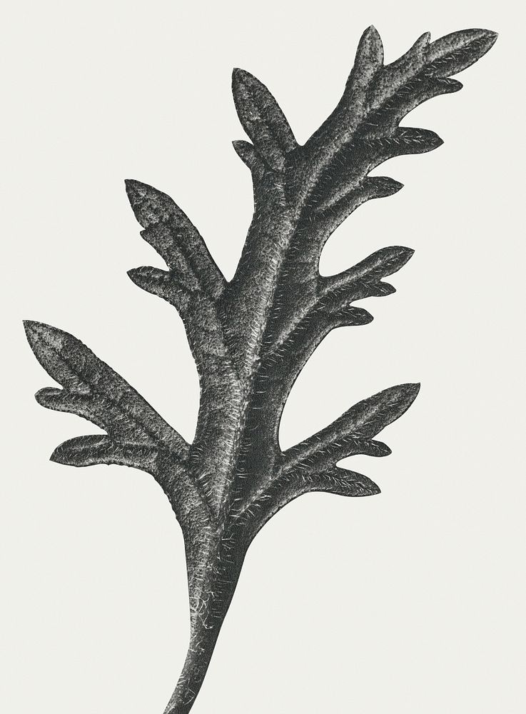 Black and white Verbena Canadensis (rose mock vervain) enlarged 10 times