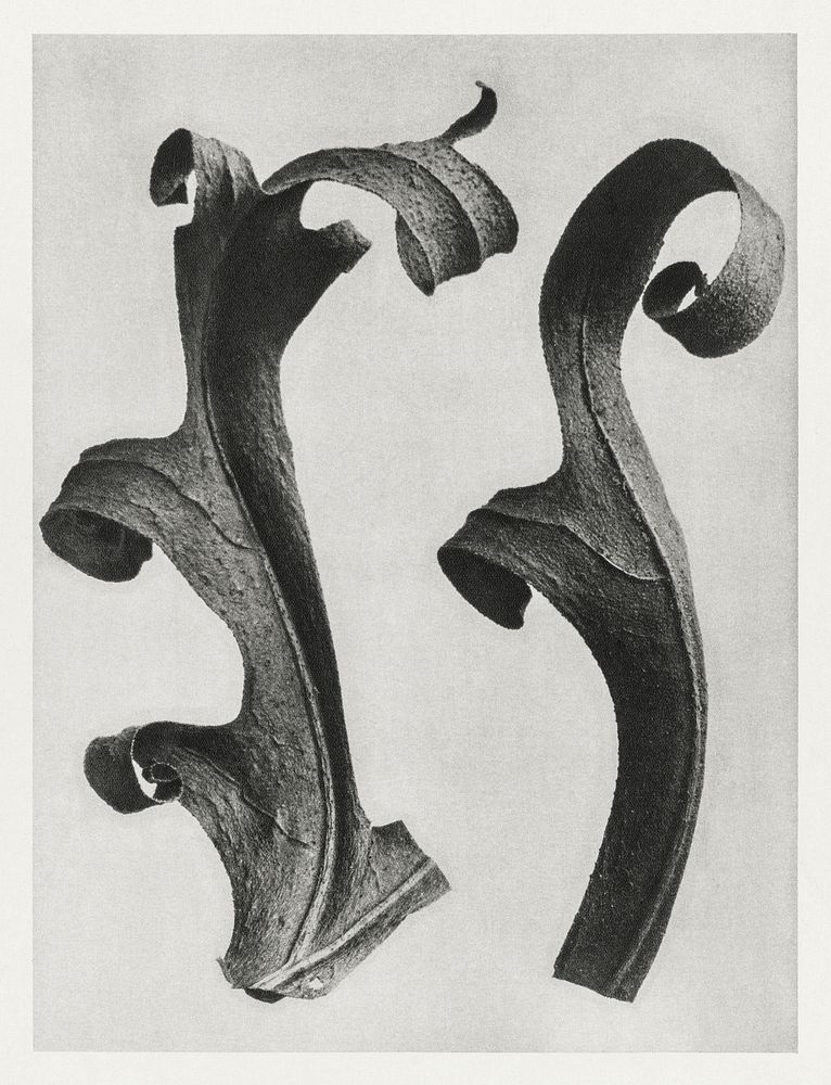 Silphium Laciniatum (Compass Plant) leaves enlarged 6 times from Urformen der Kunst (1928) by Karl Blossfeldt. Original from…