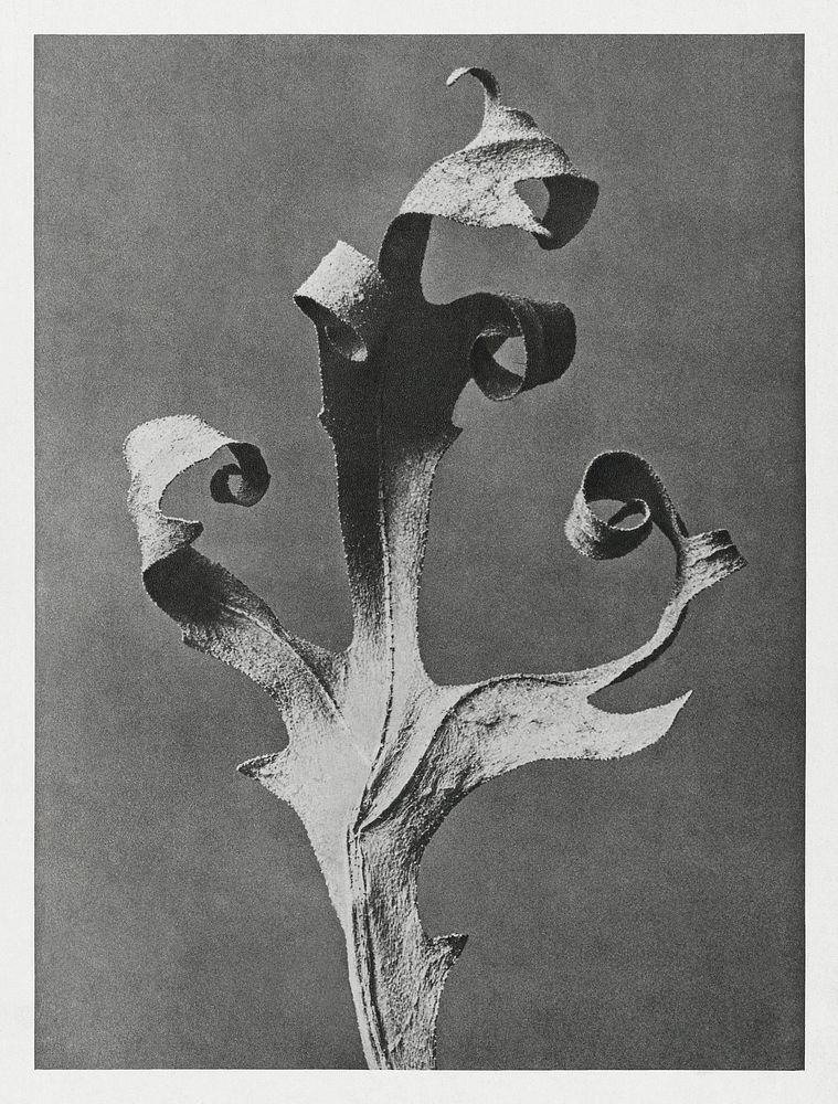 Silphium Laciniatum (Compass Plant) dried leaf enlarged 5 times from Urformen der Kunst (1928) by Karl Blossfeldt. Original…