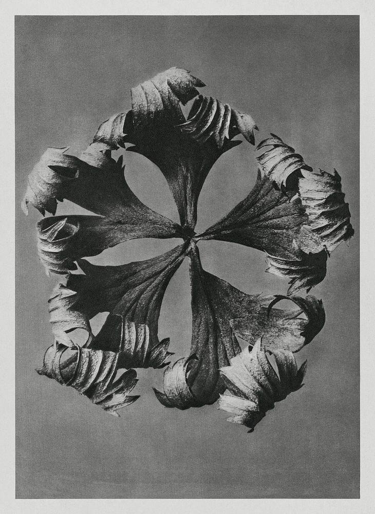 Trollius Europaeus (Globeflower) enlarged 5 times from Urformen der Kunst (1928) by Karl Blossfeldt. Original from The…