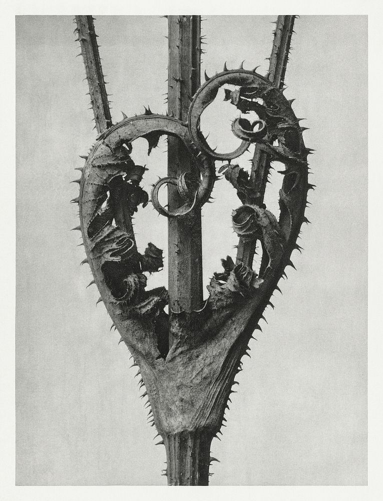 Dipsacus Laciniatus (Cutleaf Teasel) enlarged 4 times from Urformen der Kunst (1928) by Karl Blossfeldt. Original from The…