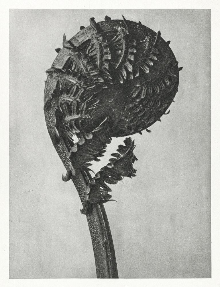 Struthiopteris Germanica (German Ostrich Fern Frond) enlarged 8 times from Urformen der Kunst (1928) by Karl Blossfeldt.…