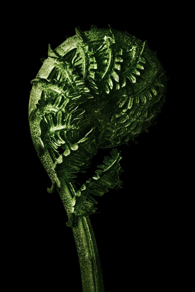 Green Struthiopteris Germanica (German Ostrich Fern Frond) enlarged 8 times on black background