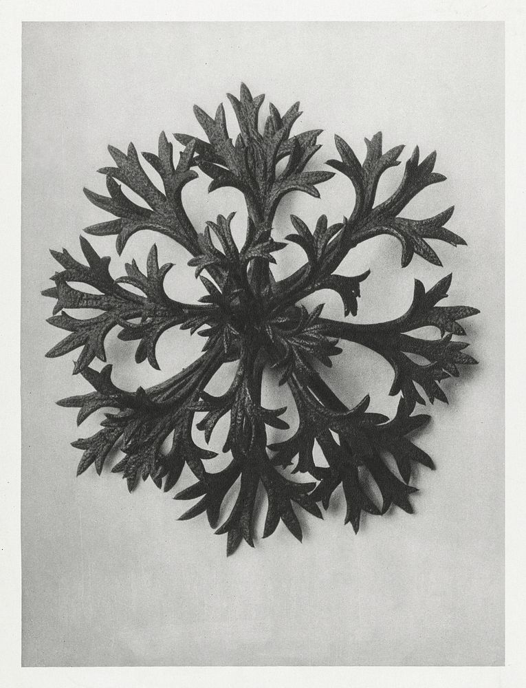 Saxifraga Willkommniana (Willkomm's Saxifrage) leaf enlarged 6 times from Urformen der Kunst (1928) by Karl Blossfeldt.…