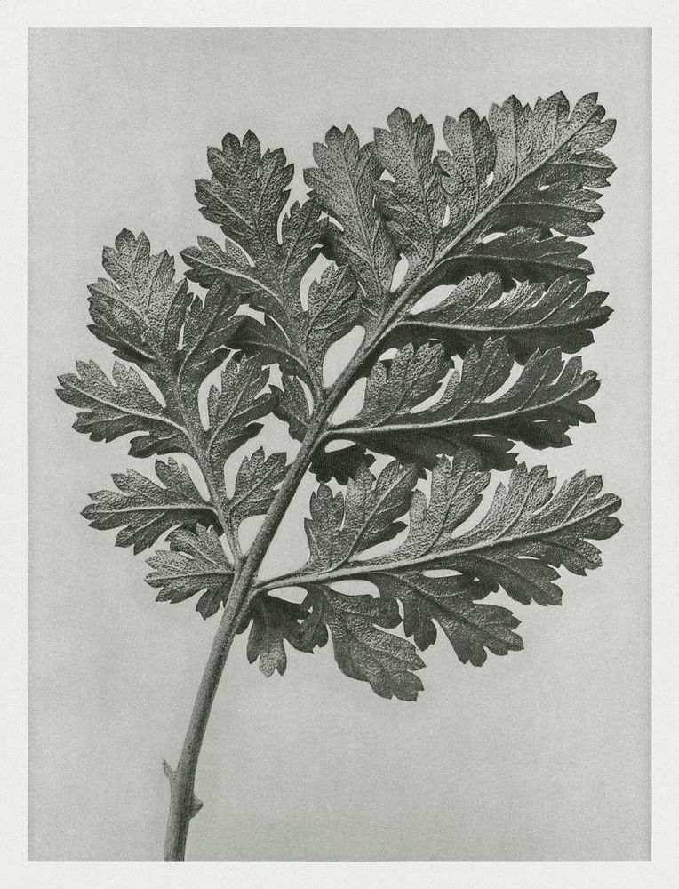 Chrysanthemum parthenium (Feverfew chrysanthemum) enlarged 5 times from Urformen der Kunst (1928) by Karl Blossfeldt.…