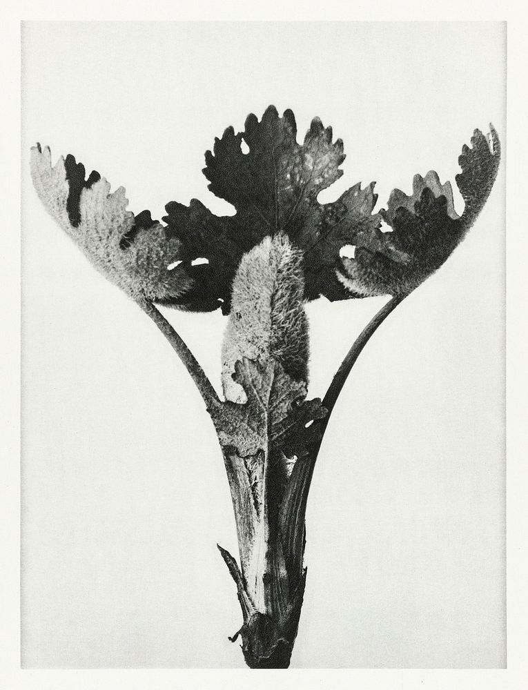 Macleya Cordata (Five&ndash;Seeded Plume-Poppy) enlarged 5 times from Urformen der Kunst (1928) by Karl Blossfeldt. Original…