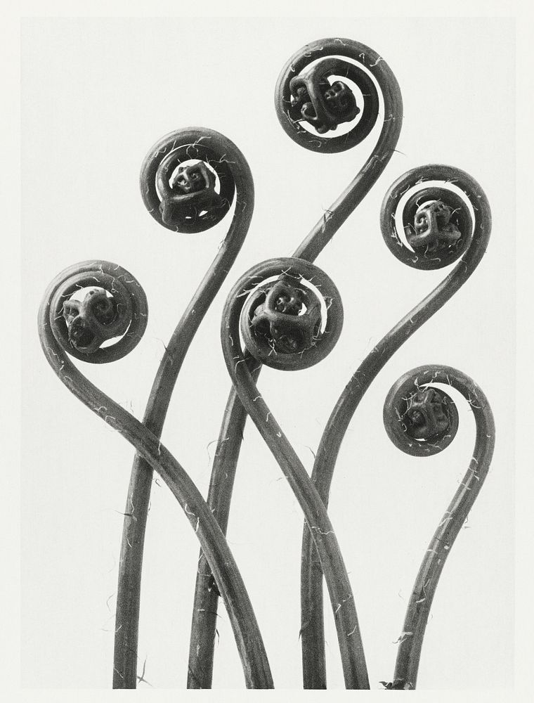 Adiantum pedatum (American Maiden-hair Fern) young fronds enlarged 8 times from Urformen der Kunst (1928) by Karl…