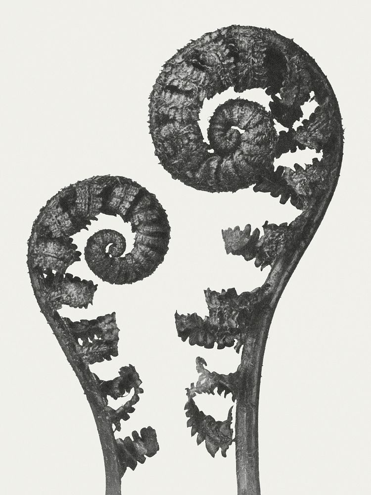 Black and white Aspidium Filix Mas (Shield Fern Fronds) enlarged 4 times