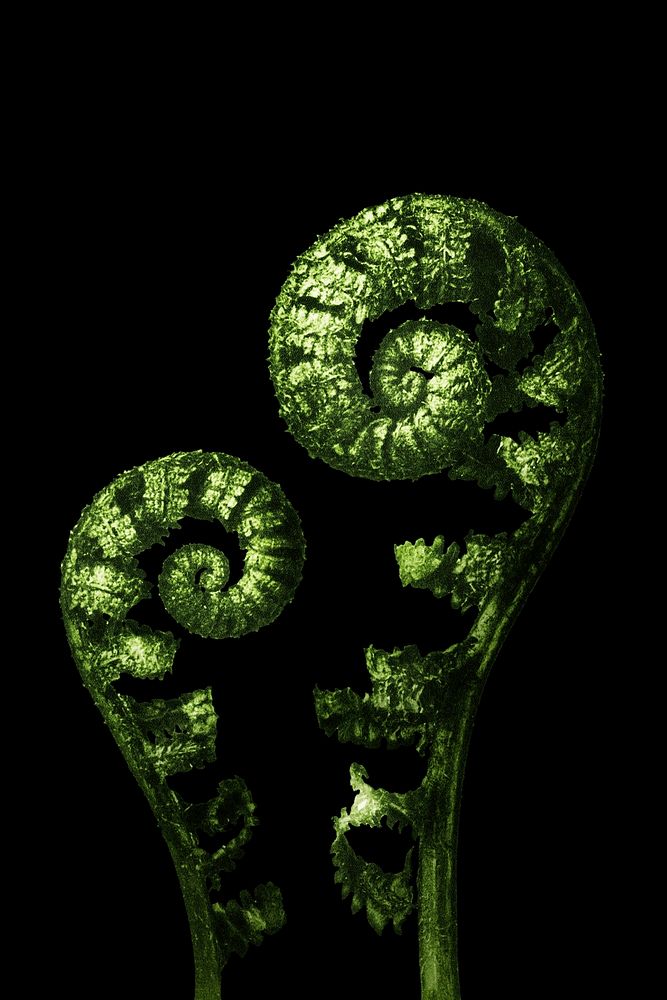 Green Aspidium Filix Mas (Shield Fern Fronds) enlarged 4 times on black background