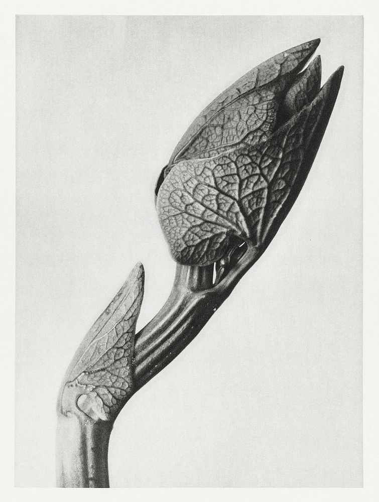 Aristolochia clematitis (Birthwort) enlarged 5 times from Urformen der Kunst (1928) by Karl Blossfeldt. Original from The…