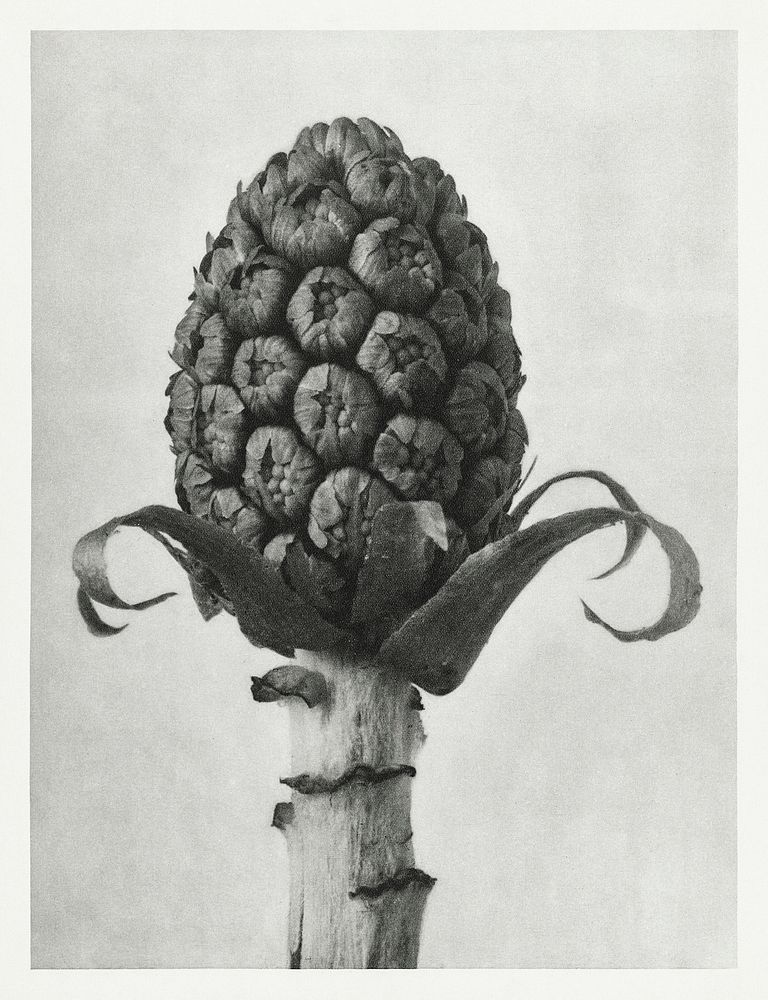 Petasites Officinalis (Butterbur) enlarged 5 times from Urformen der Kunst (1928) by Karl Blossfeldt. Original from The…