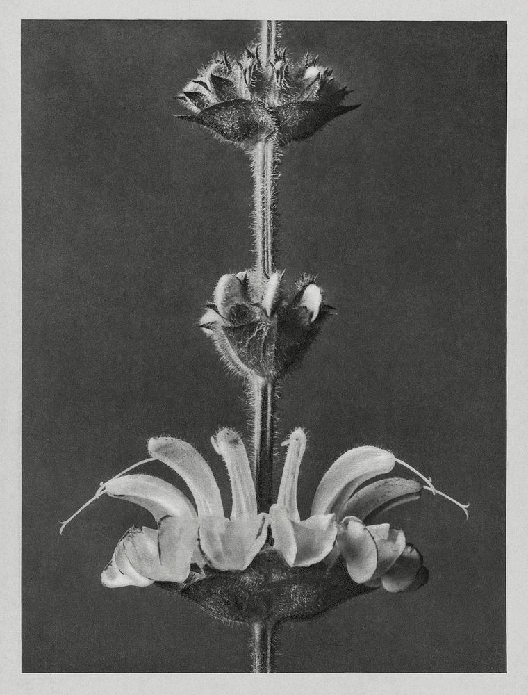 Salvia argentea (silver sage) enlarged 4 times from Urformen der Kunst (1928) by Karl Blossfeldt. Original from The…