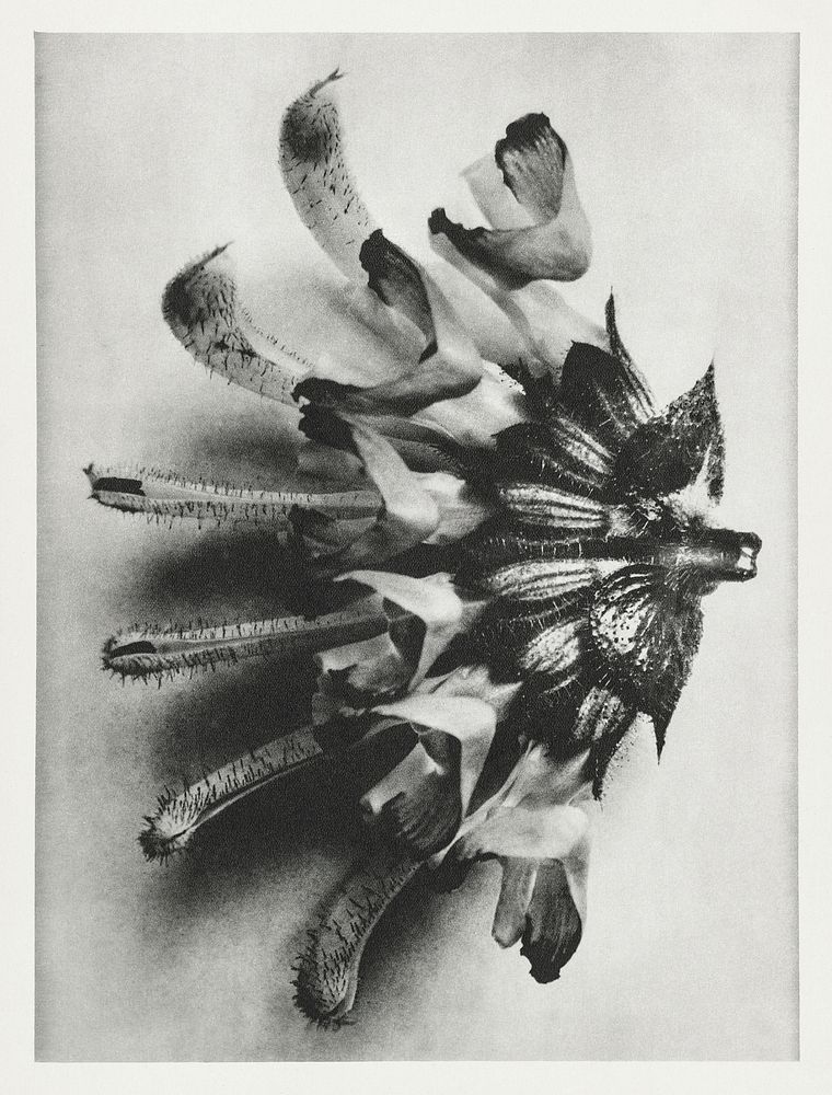 Salvia argentea (silver sage) enlarged 6 times from Urformen der Kunst (1928) by Karl Blossfeldt. Original from The…