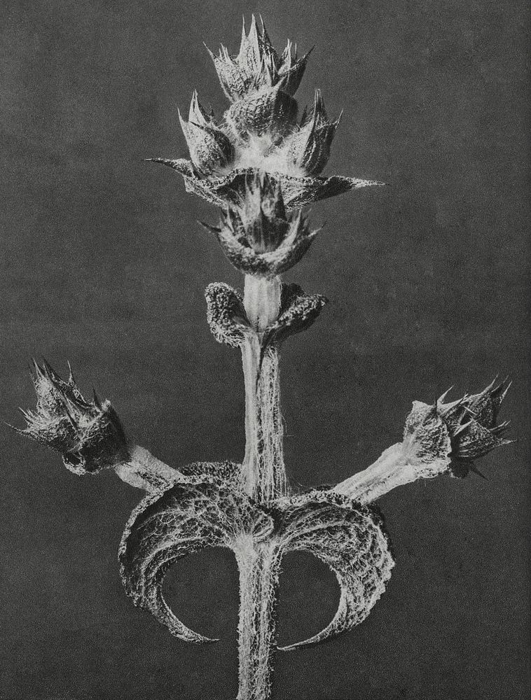 Salvia Aethiopis (Mediterranean Sage) enlarged 4 times