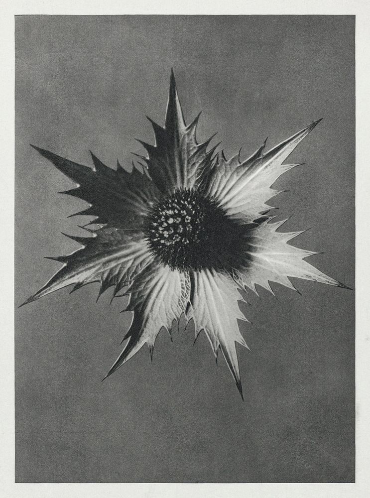 Eryngium Giganteum (Miss Willmott's Ghost) enlarged 4 times from Urformen der Kunst (1928) by Karl Blossfeldt. Original from…