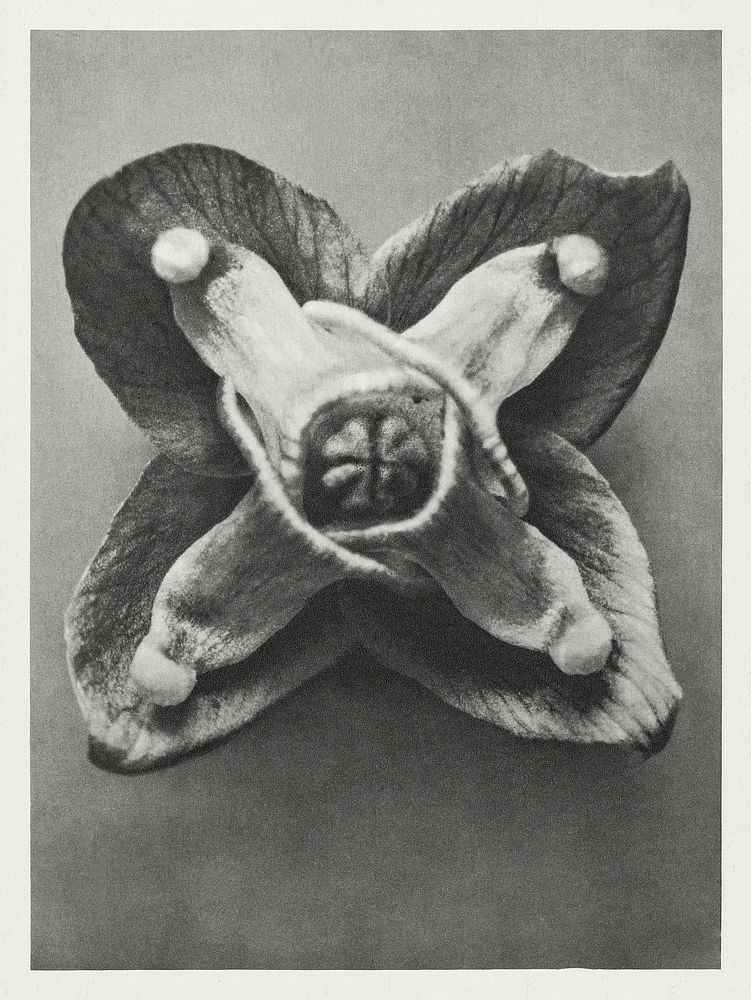 Epimedium Muschianum (Muschi's Barrenwort) enlarged 24 times from Urformen der Kunst (1928) by Karl Blossfeldt. Original…