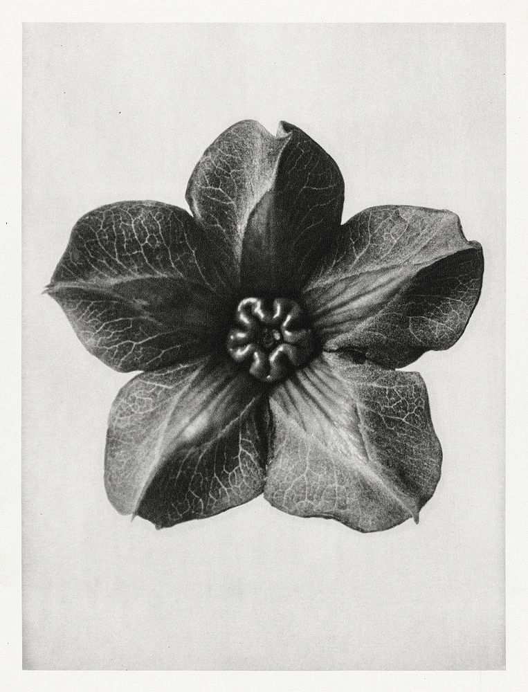Cobea scandens (Mexican Ivy) calyx enlarged 4 times from Urformen der Kunst (1928) by Karl Blossfeldt. Original from The…