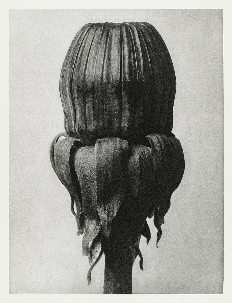 Taraxacum Officinale (Common Dandelion) enlarged 8 times from Urformen der Kunst (1928) by Karl Blossfeldt. Original from…
