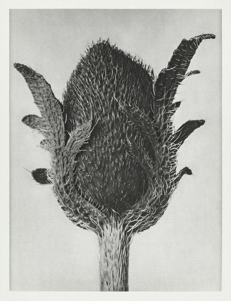 Papaver orientale (Oriental Poppy) enlarged 5 times from Urformen der Kunst (1928) by Karl Blossfeldt. Original from The…