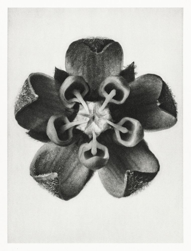 Asclepias Syriaca (Common Milkweed) enlarged 18 times from Urformen der Kunst (1928) by Karl Blossfeldt. Original from The…