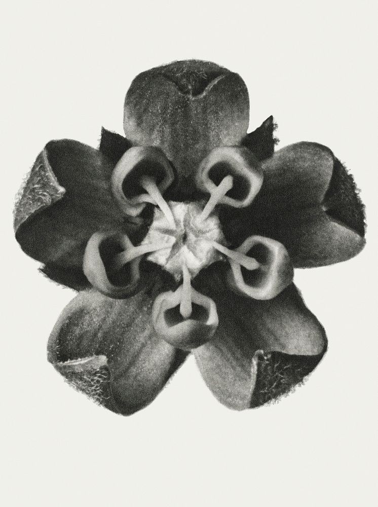 Black and white Asclepias Syriaca (Common Milkweed) enlarged 18 times