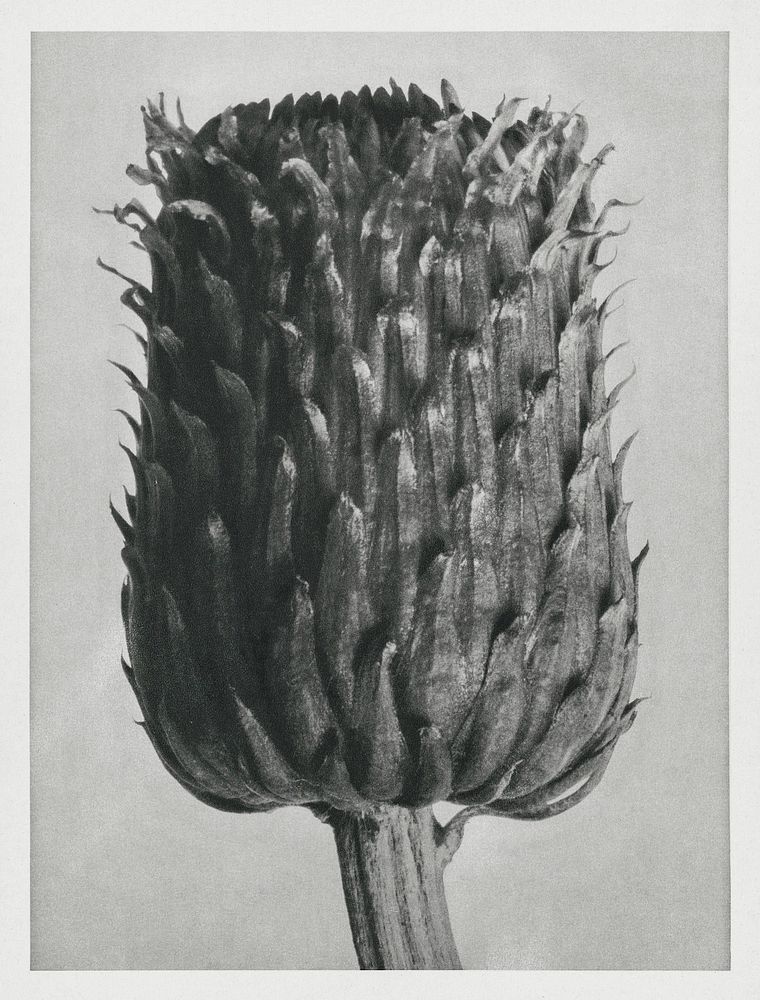 Cirsium Canum (Thistle) Flower Head enlarged 12 times from Urformen der Kunst (1928) by Karl Blossfeldt. Original from The…