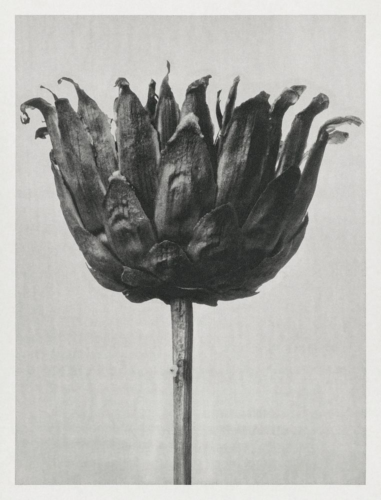 Centaurea Ruthenica (Star Thristle) enlarged 8 times from Urformen der Kunst (1928) by Karl Blossfeldt. Original from The…