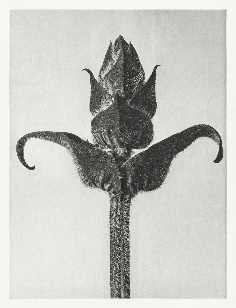 Brunella Grandiflora enlarged 8 times from Urformen der Kunst (1928) by Karl Blossfeldt. Original from The Rijksmuseum.…