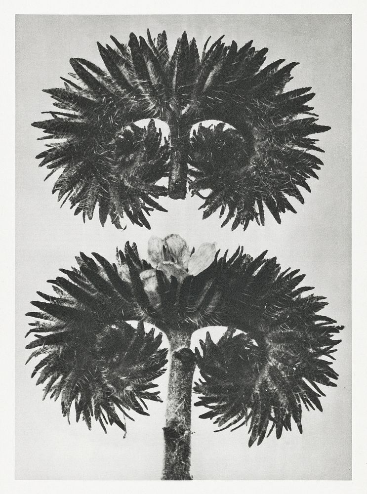 Phacelia Tanacetifolia (Lacy Phacelia) enlarged 12 times from Urformen der Kunst (1928) by Karl Blossfeldt. Original from…