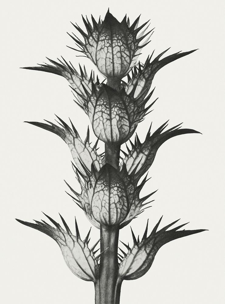 Black and white Acanthus mollis (bear's breeches) enlarged 4 times