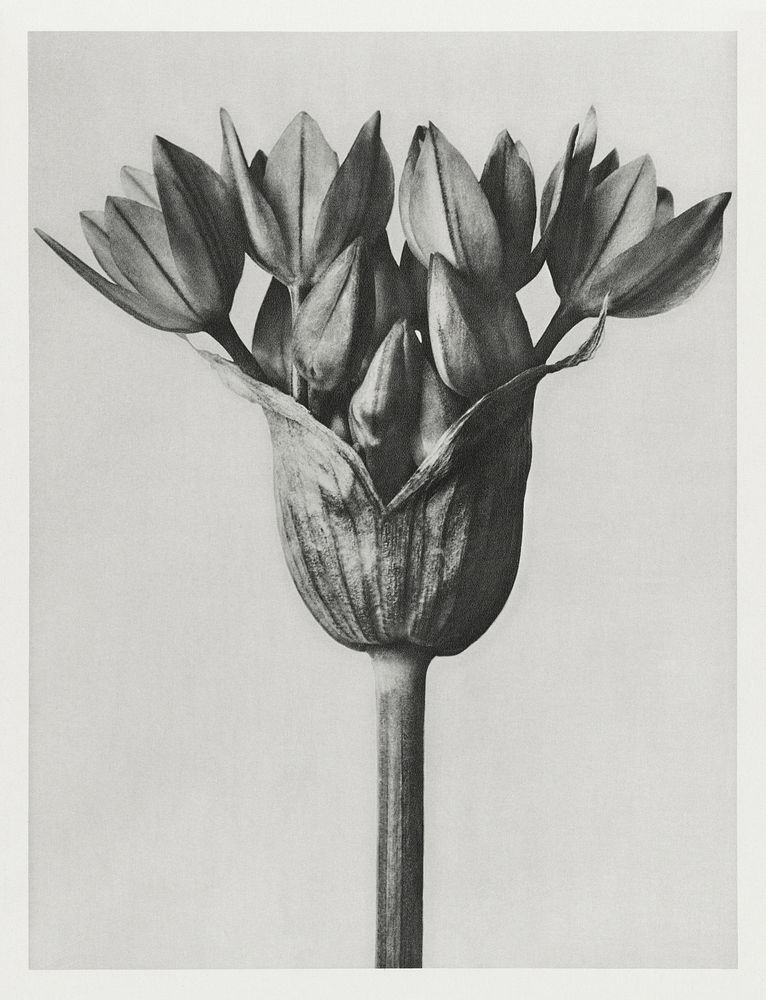 Allium Ostroroskianum (ornamental onion) enlarged 6 times from Urformen der Kunst (1928) by Karl Blossfeldt. Original from…