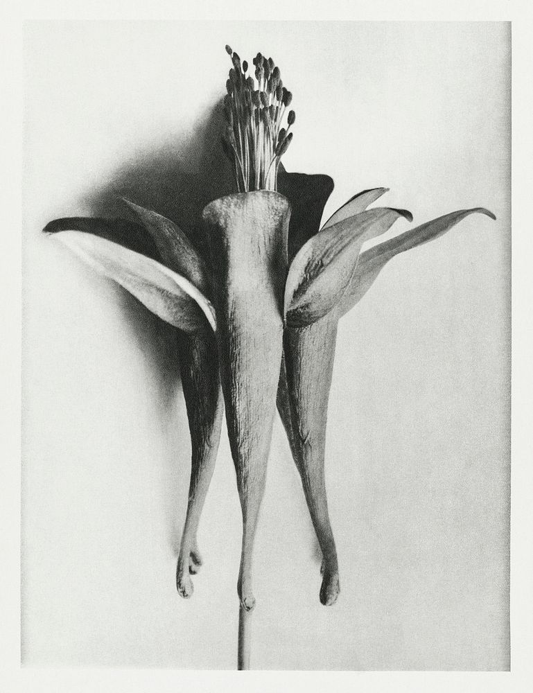 Aquilegia Chrysantha (Golden Columbine) enlarged 6 times from Urformen der Kunst (1928) by Karl Blossfeldt. Original from…