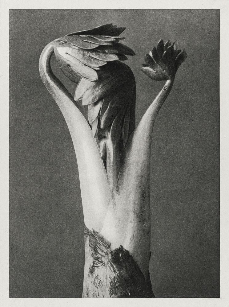 Aconitum (Aconite or Monk's Hood) enlarged 6 times from Urformen der Kunst (1928) by Karl Blossfeldt. Original from The…