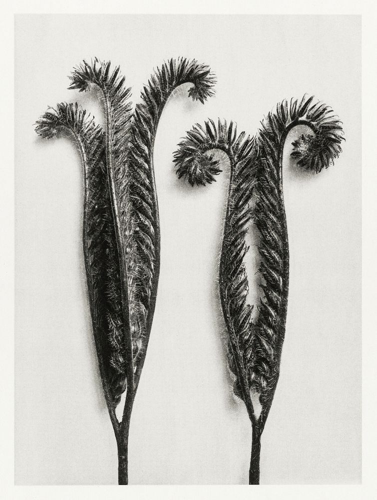 Phacelia Tanacetifolia (Lacy Phacelia) enlarged 4 times from Urformen der Kunst (1928) by Karl Blossfeldt. Original from The…