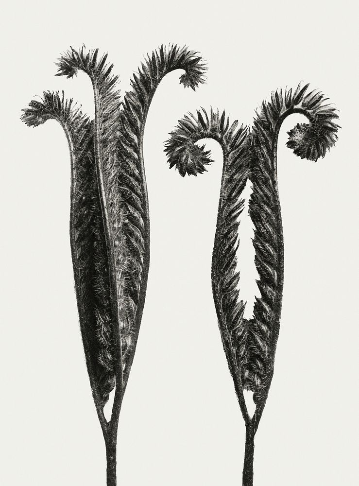 Black and white Phacelia Tanacetifolia (Lacy Phacelia) enlarged 4 times