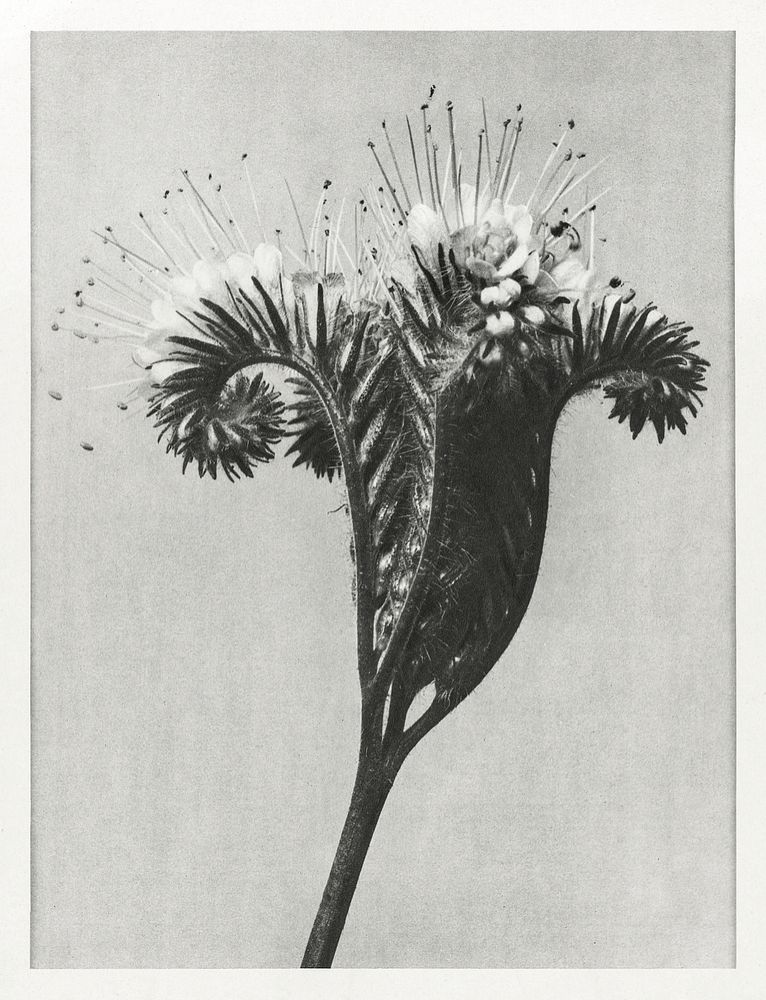 Phacelia tanacetifolia (Lacy Phacelia) enlarged 4 times from Urformen der Kunst (1928) by Karl Blossfeldt. Original from The…