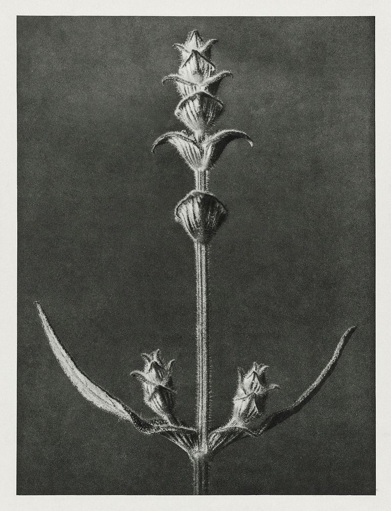 Salvia enlarged 5 times from Urformen der Kunst (1928) by Karl Blossfeldt. Original from The Rijksmuseum. Digitally enhanced…