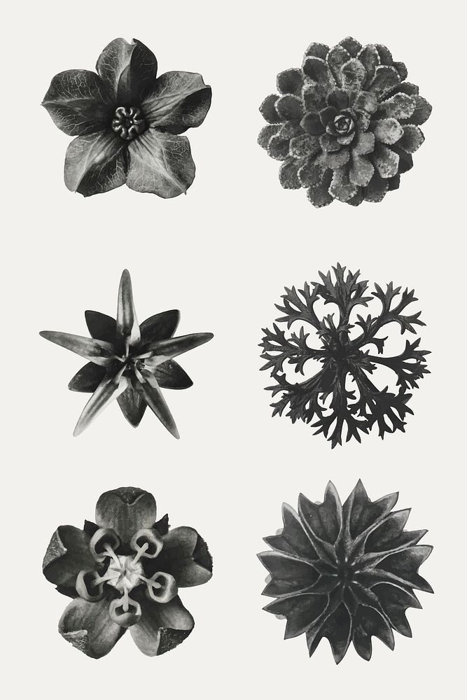 Black and white macro plant photography set vector