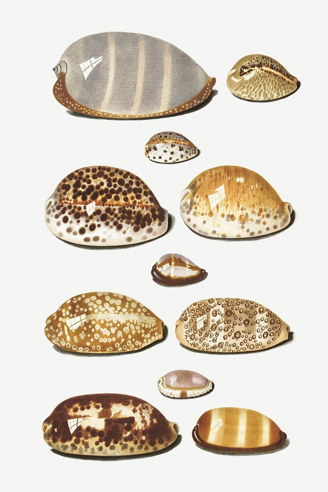 Vintage cowry shell collection illustration