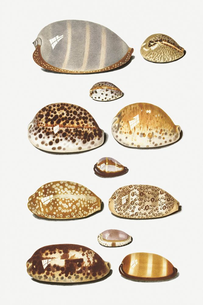 Eleven large and small tropicalcowrie shells by Johann Gustav Hoch (1716&ndash;1779). Original from The Rijksmuseum.…