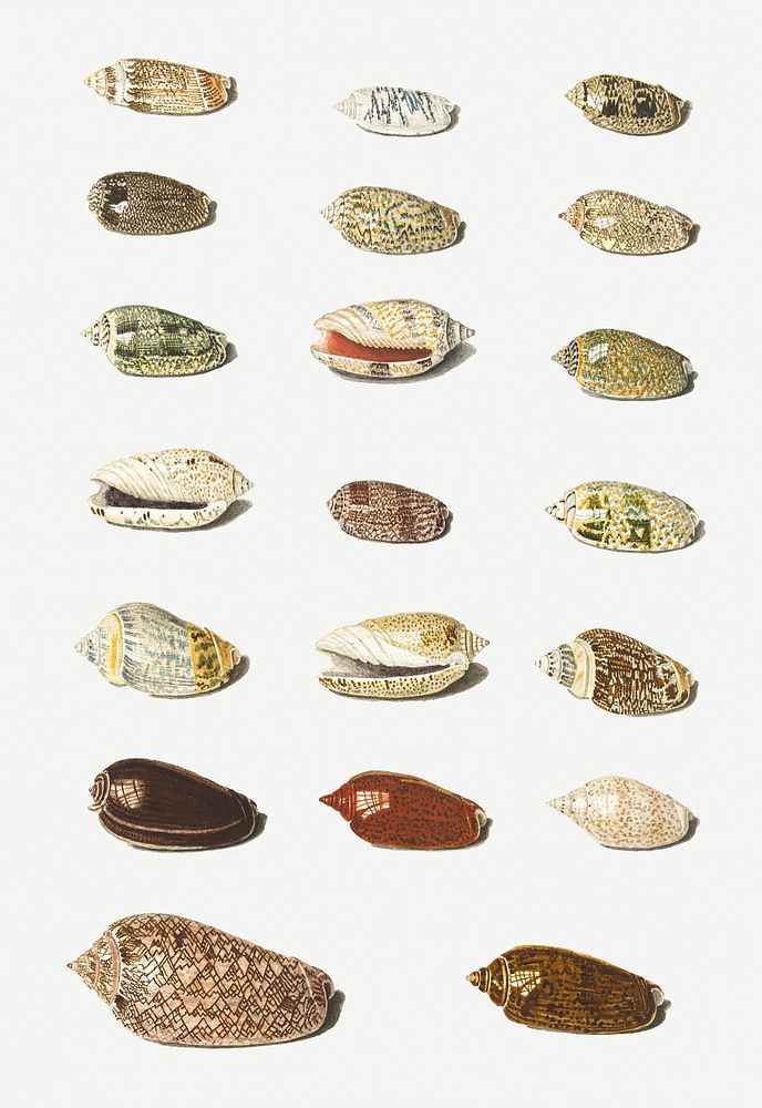 Vintage twenty tropical shell collection illustration