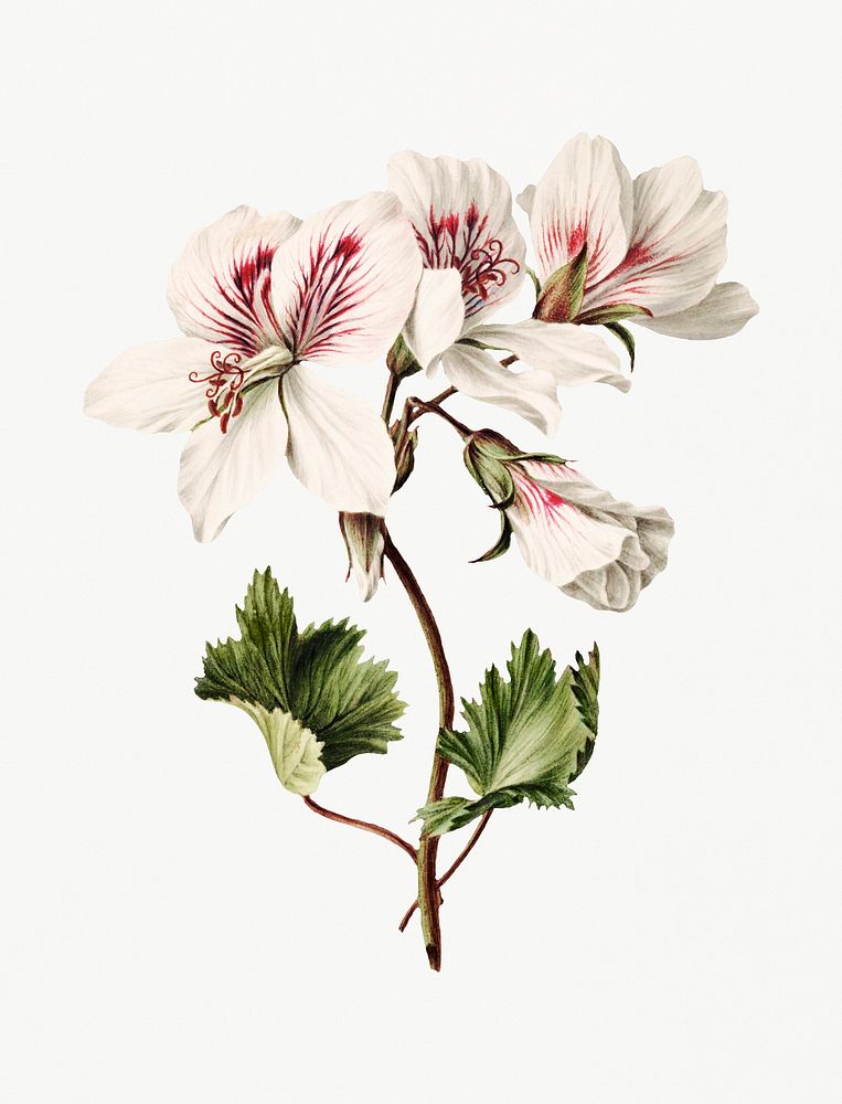 Vintage illustration of Branch of Azaleas in Bloom