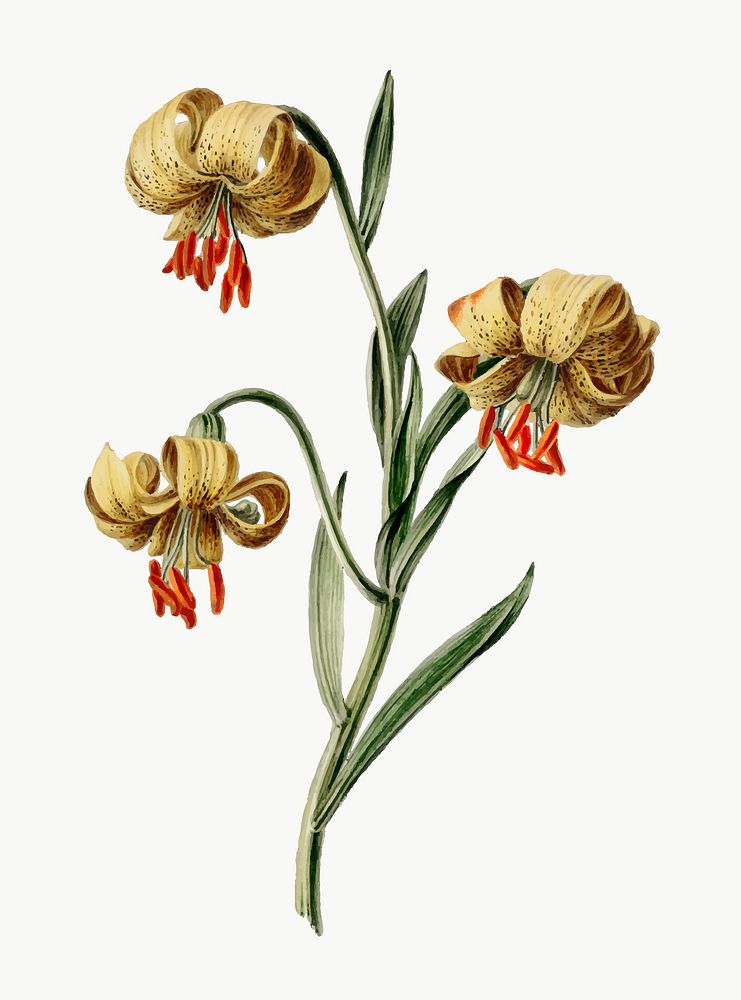Vintage illustration of Yellow lilies