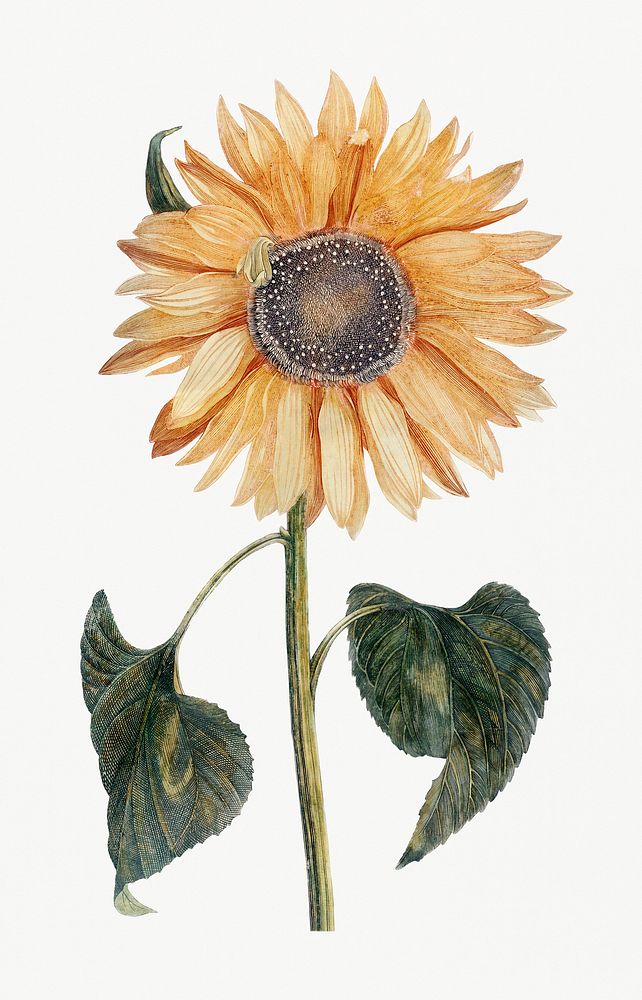 Sunflower (1688-1698) by Johan Teyler (1648-1709). Original from Rijks Museum. Digitally enhanced by rawpixel.