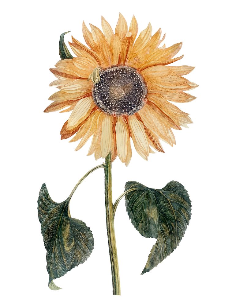 Vintage illustration of a Sunflower