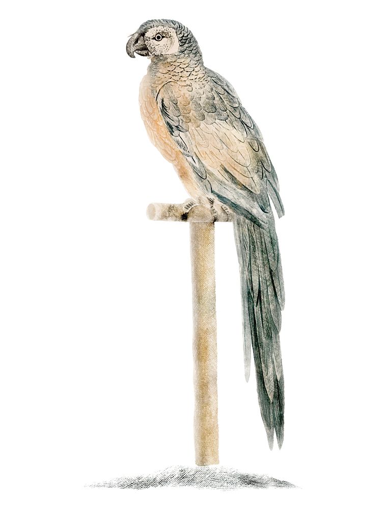 Vintage illustration of a Parrot on a stick