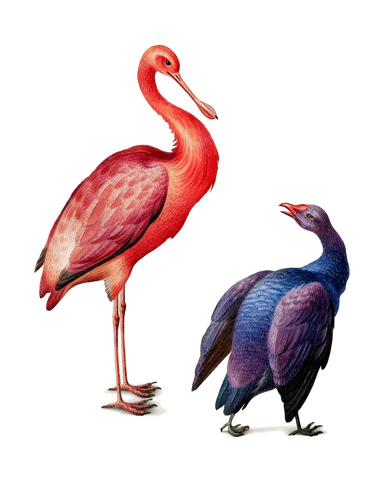 Vintage illustration of a roseate spoonbill and a swamphen