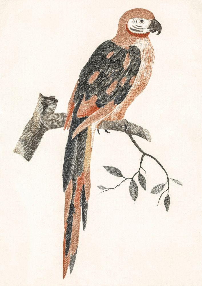 A Parrot on a Branch by Johan Teyler (1648-1709). Original from The Rijksmuseum. Digitally enhanced by rawpixel.