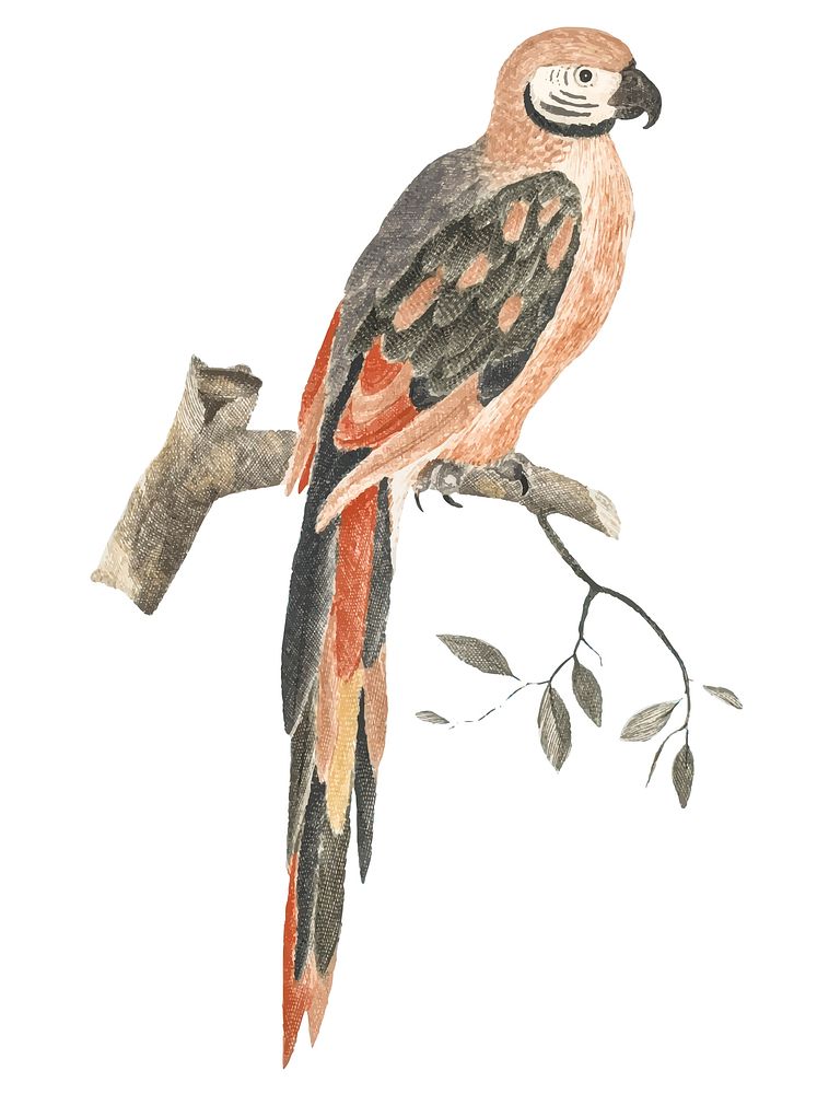 Vintage illustration of a Parrot on a Branch