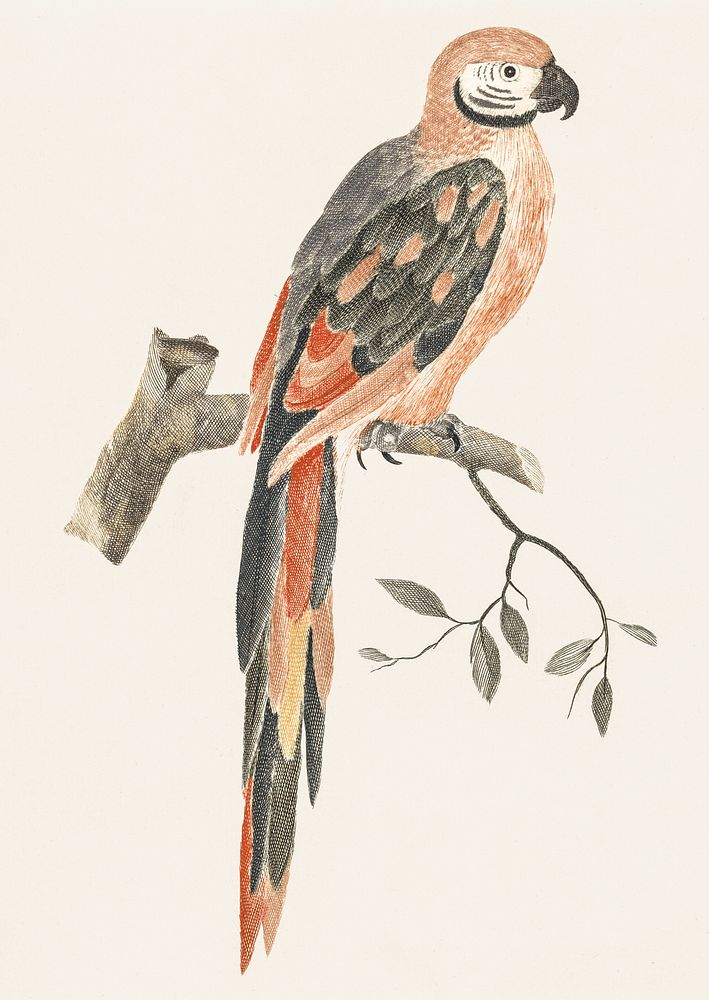 A Parrot on a Branch by Johan Teyler (1648-1709). Original from The Rijksmuseum. Digitally enhanced by rawpixel.